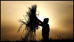 A wheat farmer holding up his yield