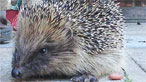 Hedgehog