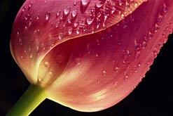 Image: Tulip