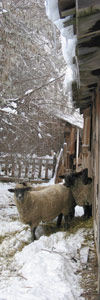 Sheep walk outside a wooden stable in the snow.  © istockphoto.com/Catherine and Ivan Oakeson