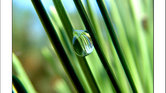 Single droplet...