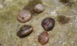 girdled snail