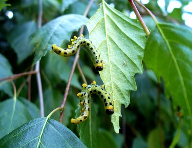 Caterpillars
