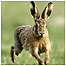 Island activities (Image: Hare c/o PA Images)