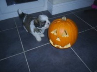 Puppy