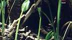 Priodweddau Amonia