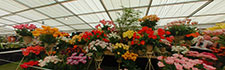 Spring Gardening Show 2006