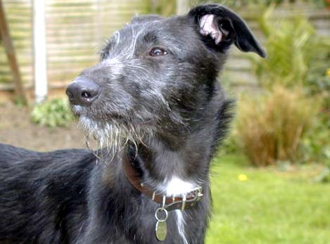 merlin