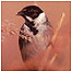 Wetlands Index (Image: Reed Bunting c/o English Nature)