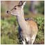 Sika Deer c/o RSPB Images and Kjaer