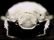 Foto: Peter Vukusic/University of Exeter/Extreme Insects/HarperCollins