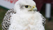 A young hawk on display.