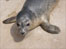 Seal at Natureland