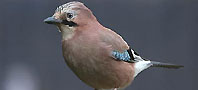 Jay, copyright owned by Blueskybirds.co.uk.