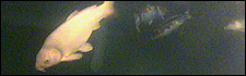 Melksham - Koi-Cam
