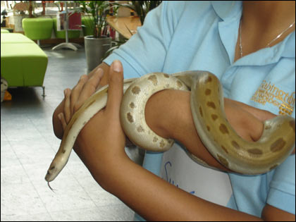 A snake