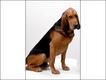 Bloodhound (Foto: The Kennel Club Picture Library)