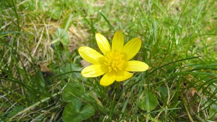 Lesser Celandine Lesser Celandine