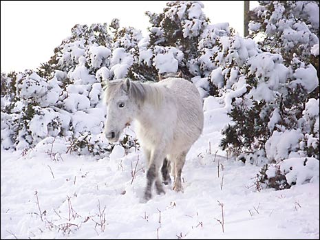 White pony