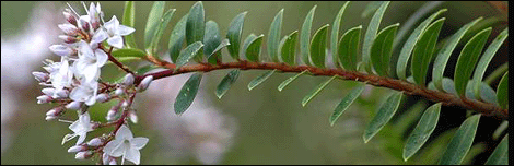 Hebe Diosmifolia