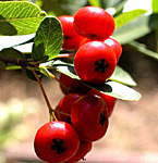 Pyracantha