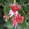 Acca sellowiana