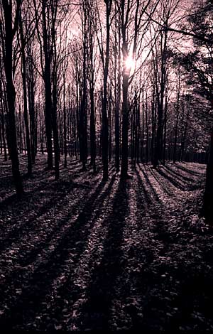 A Westering sun on a winter day casts shadows on the forest bed
