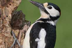 Great Spotted Woodpecker © Jill Pakenham