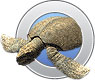 Archelon