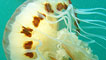 A compass jellyfish by Rob Gibbs