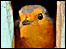The Robin My Shed - Neil Goddard