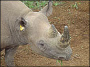 Rhino