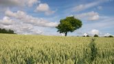 Lone tree