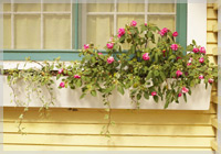 Window box