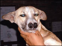 O cão Xingu
