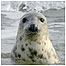Juvenile Seal c/o Charlie Phillips