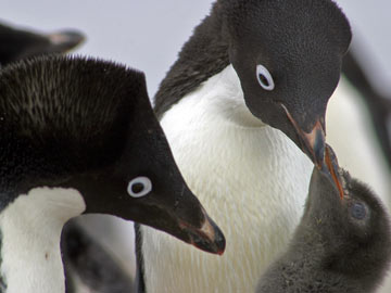 Adélie penguins feeding their chick © Cara Sucher