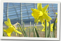 Daffodil
