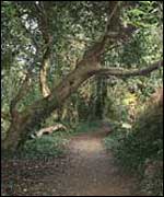 A tree in Long Wood