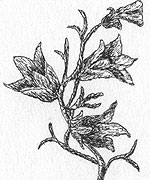 Harebell