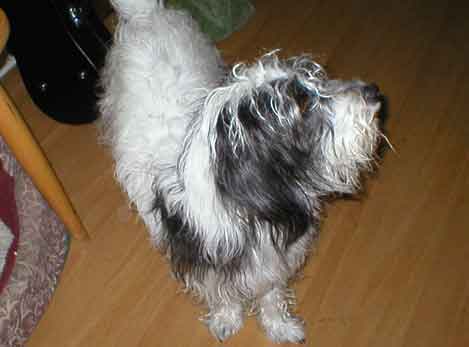 Figo
