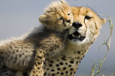 Toto the cheetah cub with his mother