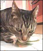 Charlie the cat
