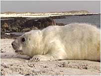 Seal pup