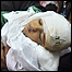 Faixa de Gaza