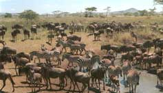 Wildebeast