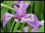 Colin Evans garden tips