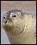 seal. 
