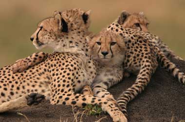 Group of cheetahs on a mound