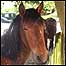 New Forest (Image: Pony)